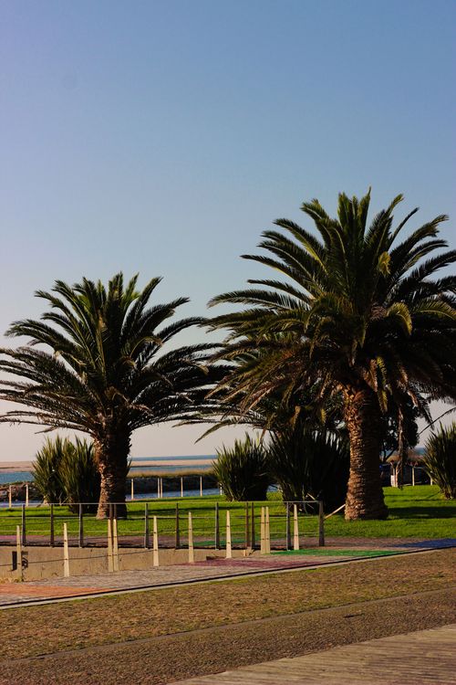 Free Scenic view of palm trees along the Esposende seaside with clear blue skies. Stock Photo