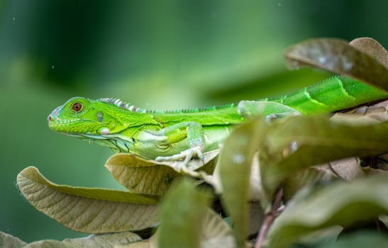 Close-up of a green iguana resting on leaves in Trinidad. Vibrant and serene nature setting.
