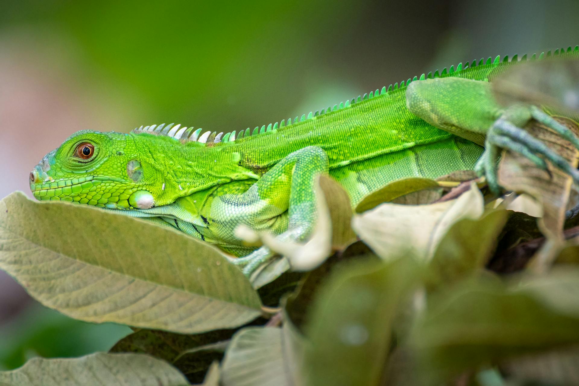Free stock photo of animals, caribbean, caribbean islands
