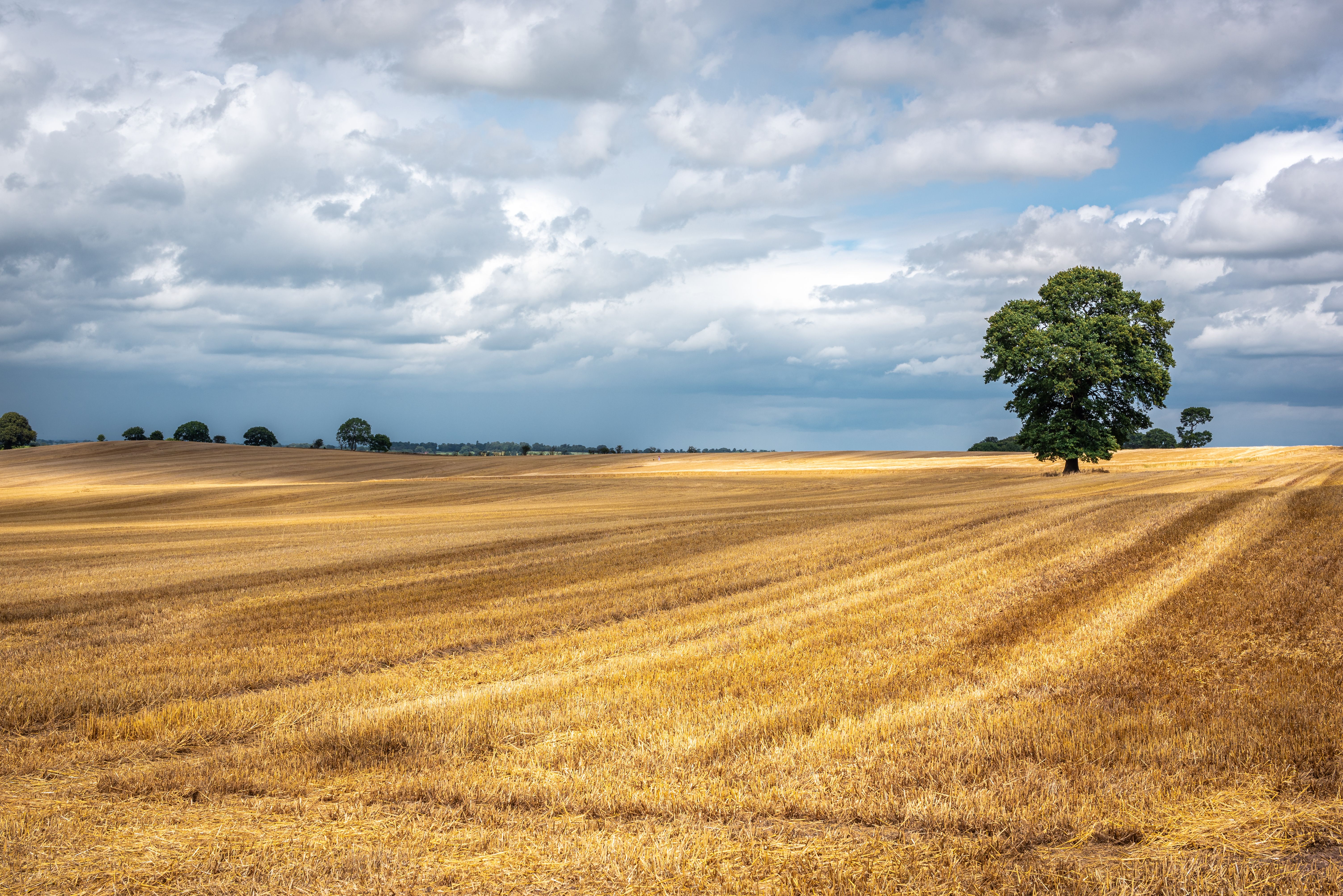 Solitary Tree in Expansive UK Field Under Blue Sky · Free Stock Photo