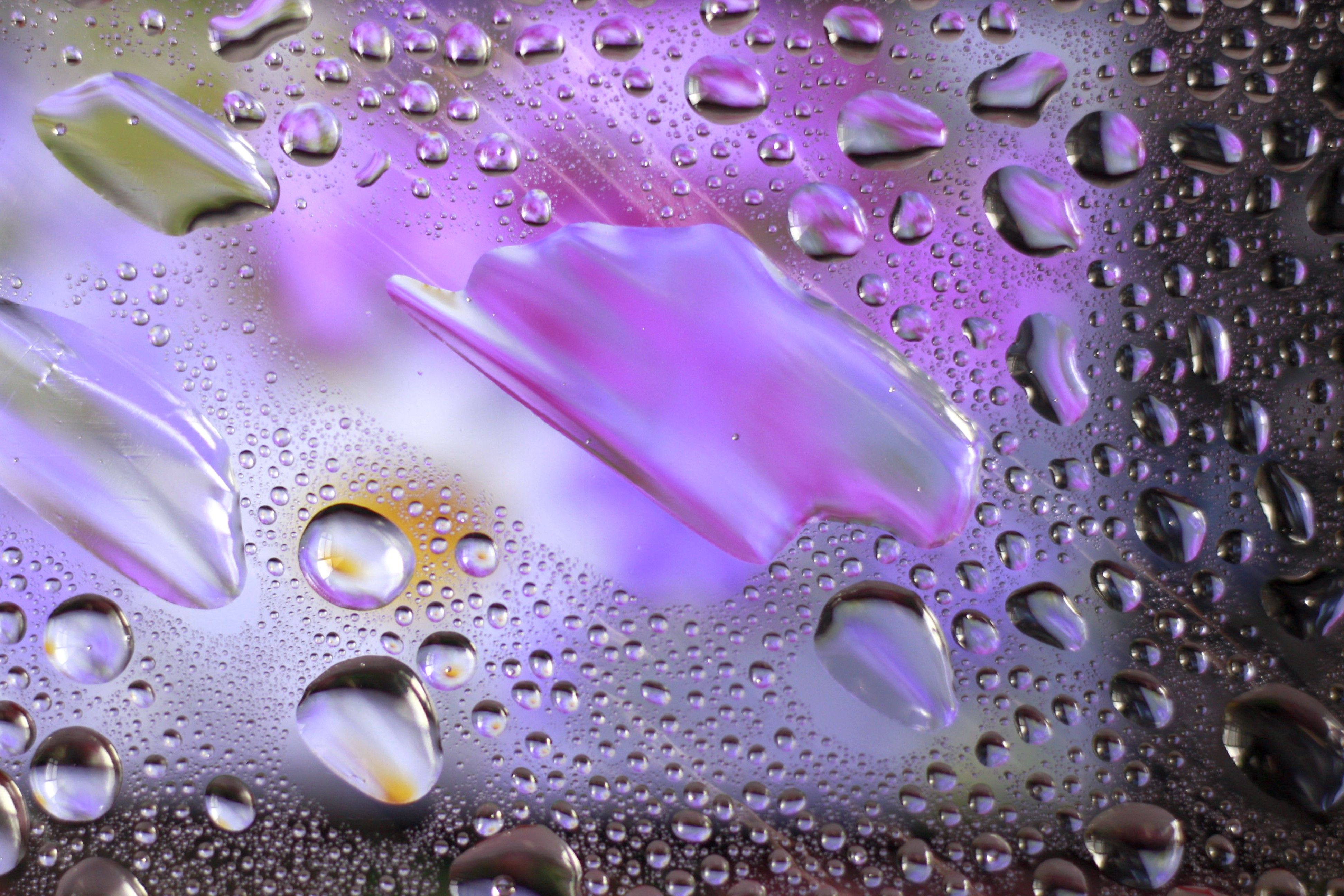 Macro Shot of Water Droplets on Vibrant Surface · Free Stock Photo