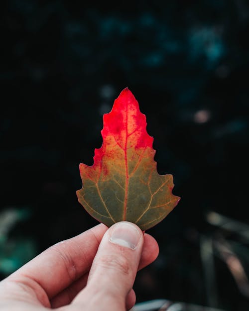 Free Green and Red Leaf Stock Photo