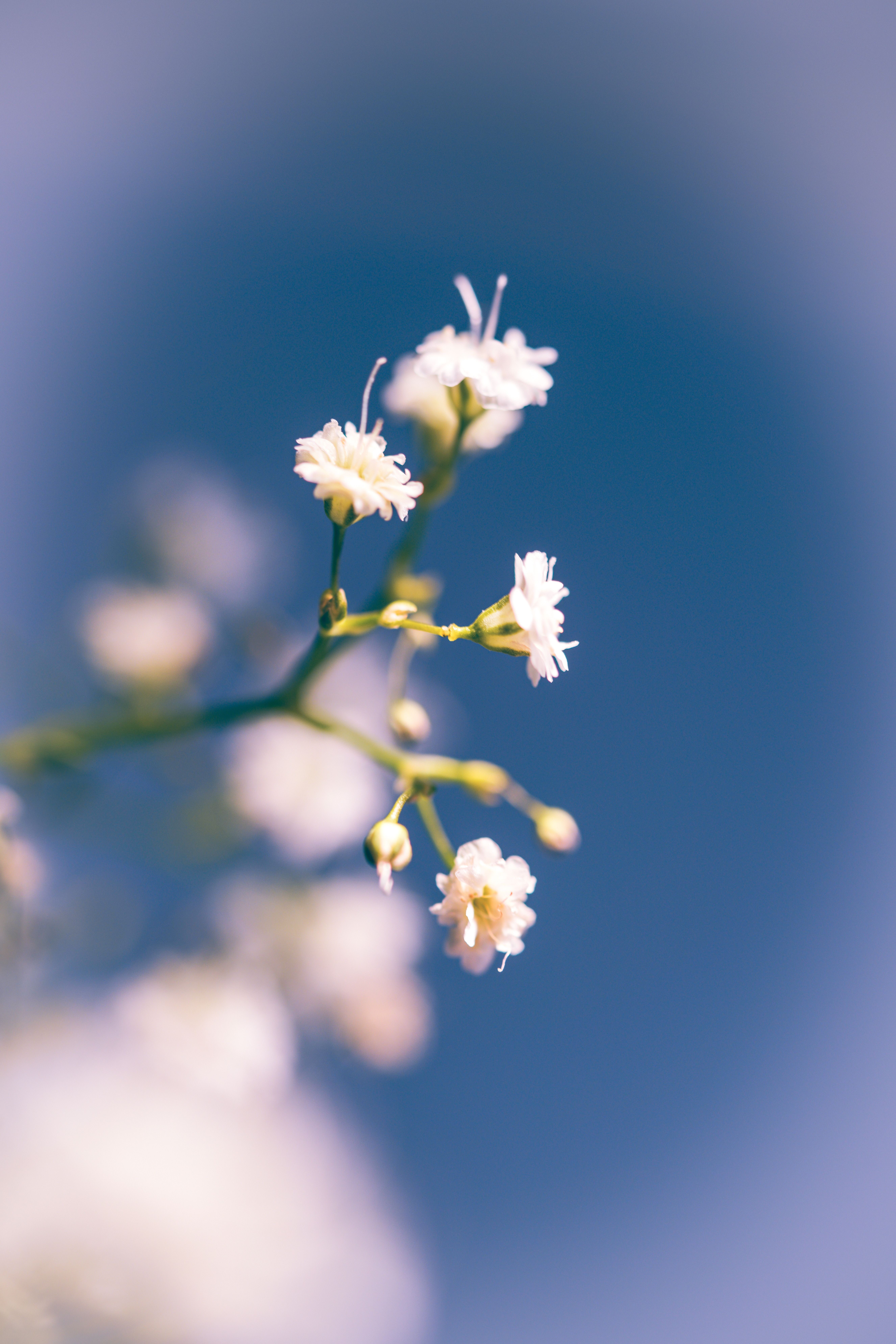 Gratis Nærbilde av delikate hvite blomster med en drømmende uskarp blå bakgrunn. Arkivbilde