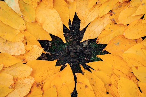 Безкоштовне стокове фото на тему «висушене листя, восени листя фону, впритул» стокове фото