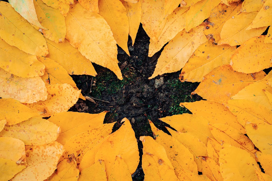 Bunch of Yellow Leaves