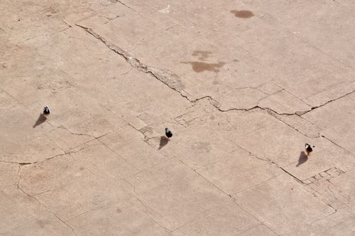 Free Three pigeons cast shadows on a sunlit Moroccan square, showcasing urban textures. Stock Photo