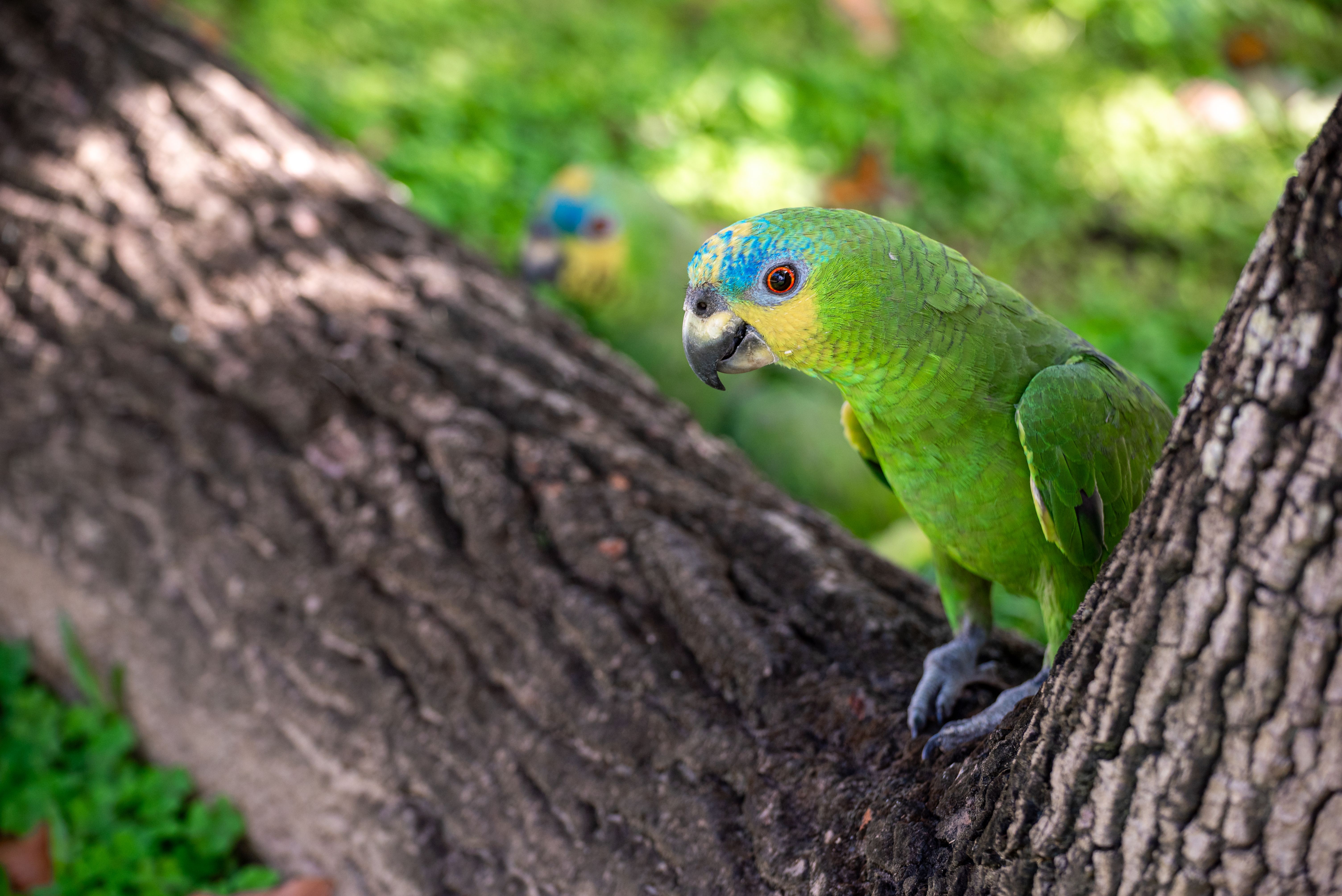 Trinidad'da dal üzerinde duran Green-rumped Parrotlet Forpus passerinus