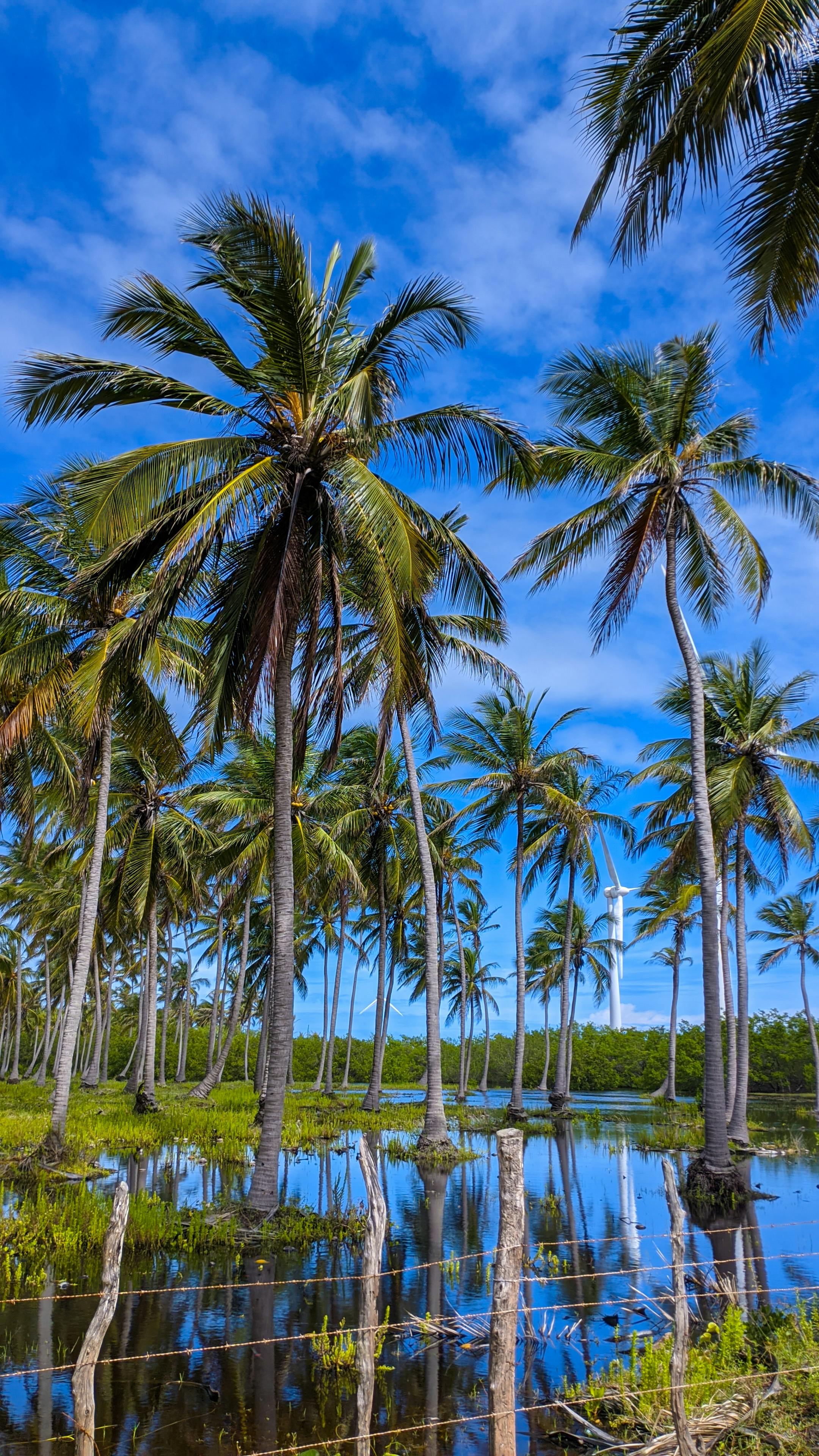 Tropical Palm Tree Reflection in Brazilian Lagoon · Free Stock Photo