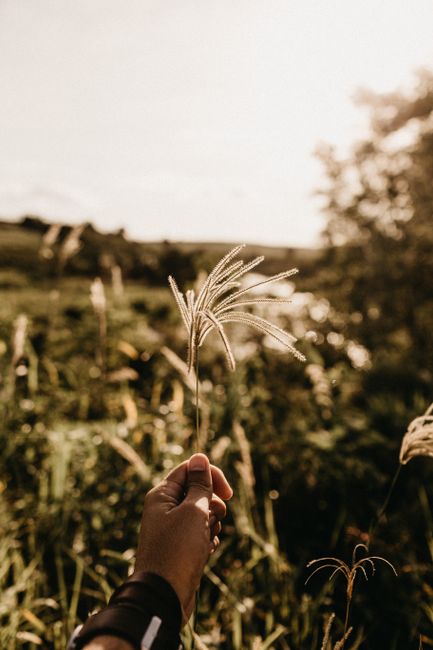 A serene hand holding grass stems in a sunlit rural landscape, evoking tranquility.