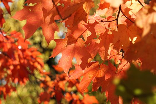 Close-up of vibrant orange autumn maple leaves glowing in sunlight.