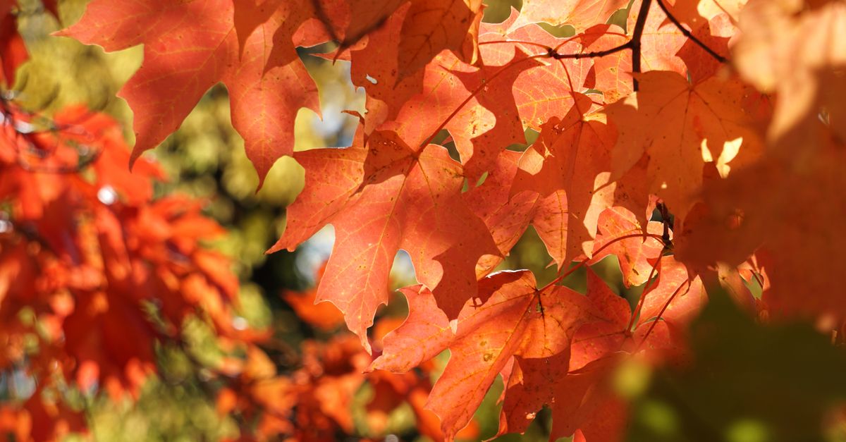 Maple Tree Insunlight Vibrant Autumn Maple Leaves in Sunlight · Free Stock Photo