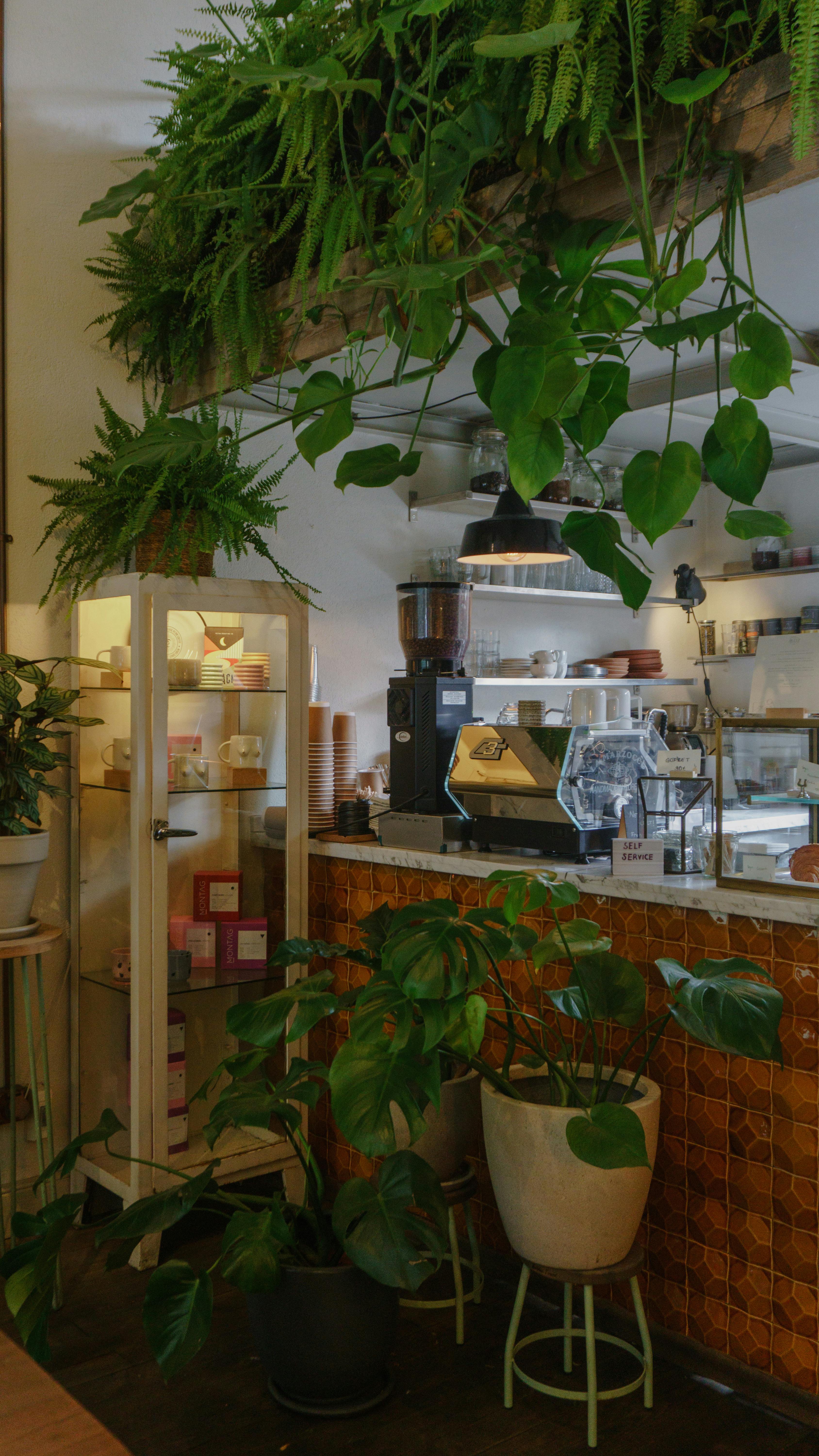 A charming café interior featuring lush green plants and stylish decor, creating a cozy atmosphere.