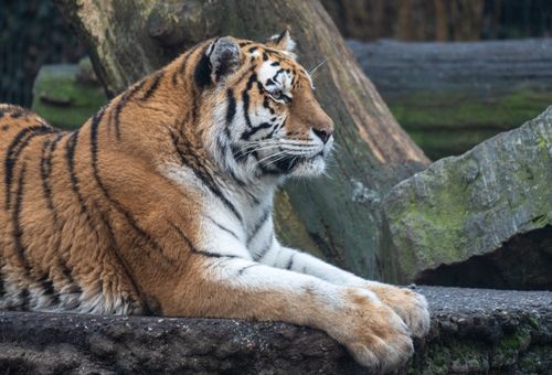 Free Majestic Amur tiger lounging in its naturalistic zoo habitat in Copenhagen. Stock Photo