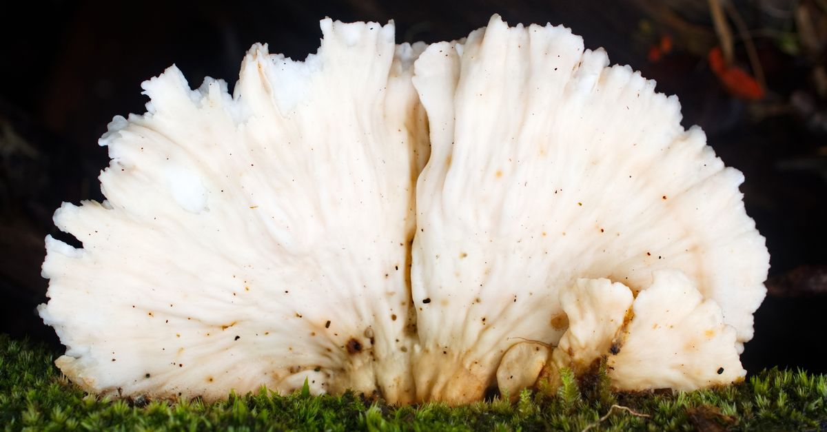 Scientists uncover Dianjunus rex, a fungus nearly 20 inches tall Scientists uncover Dianjunus rex, a fungus nearly 20 inches tall