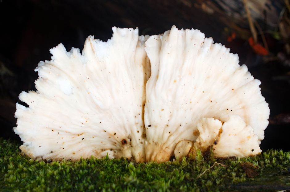 Cremospermopsis