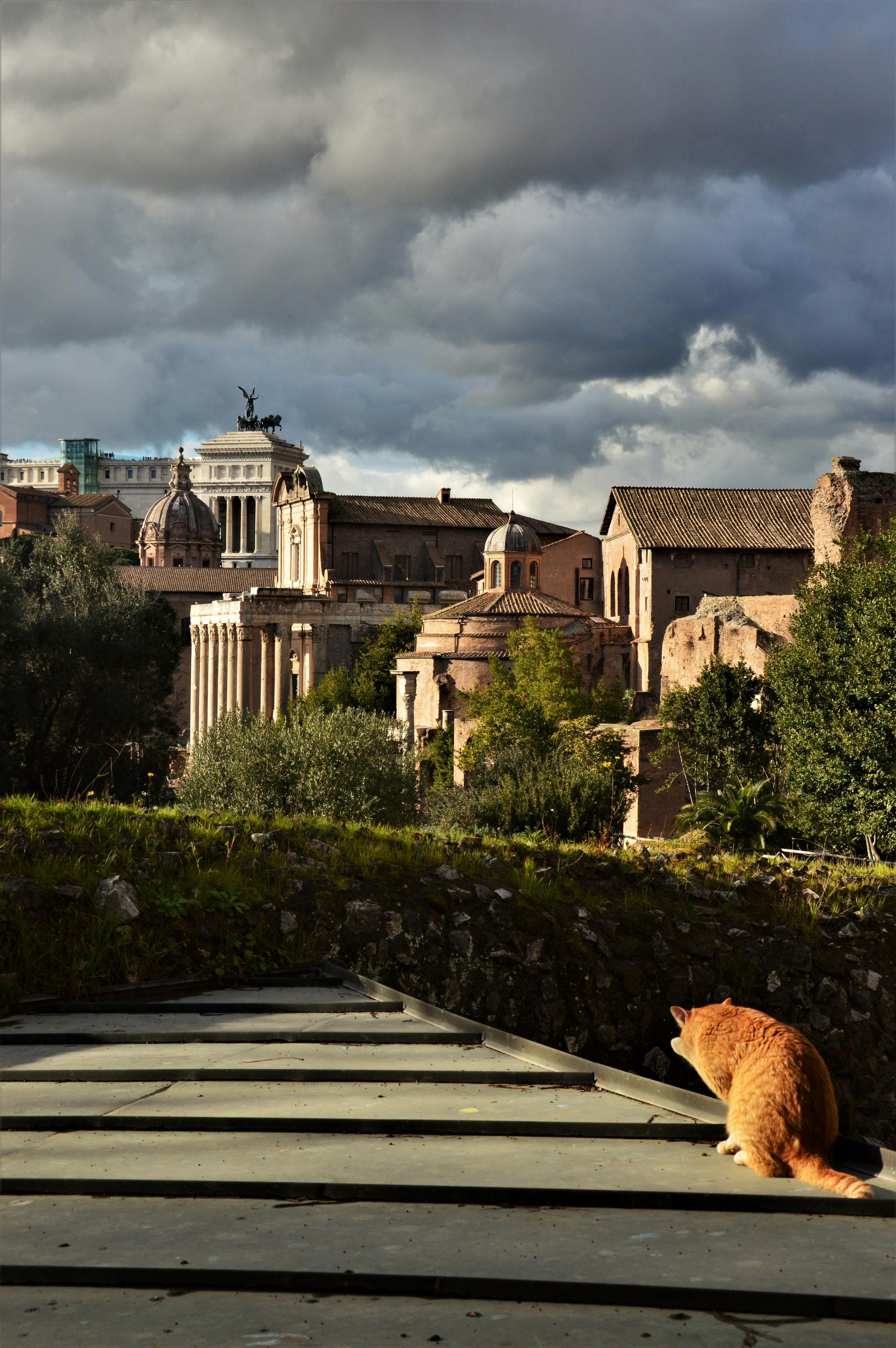 A cat gazes at historic Roman ruins under dramatic skies, capturing tranquility and history.