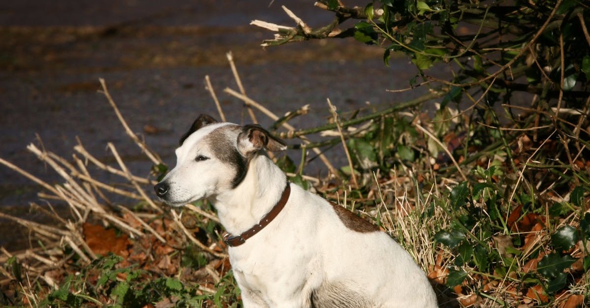 Free stock photo of dog, jack russell, old dog