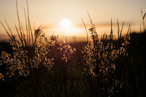 Free Wildflowers silhouetted against a warm sunset, creating a tranquil scene. Stock Photo
