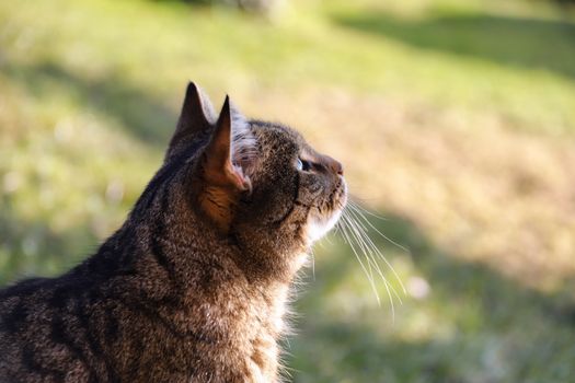 Oldest Cat Ever Recorded