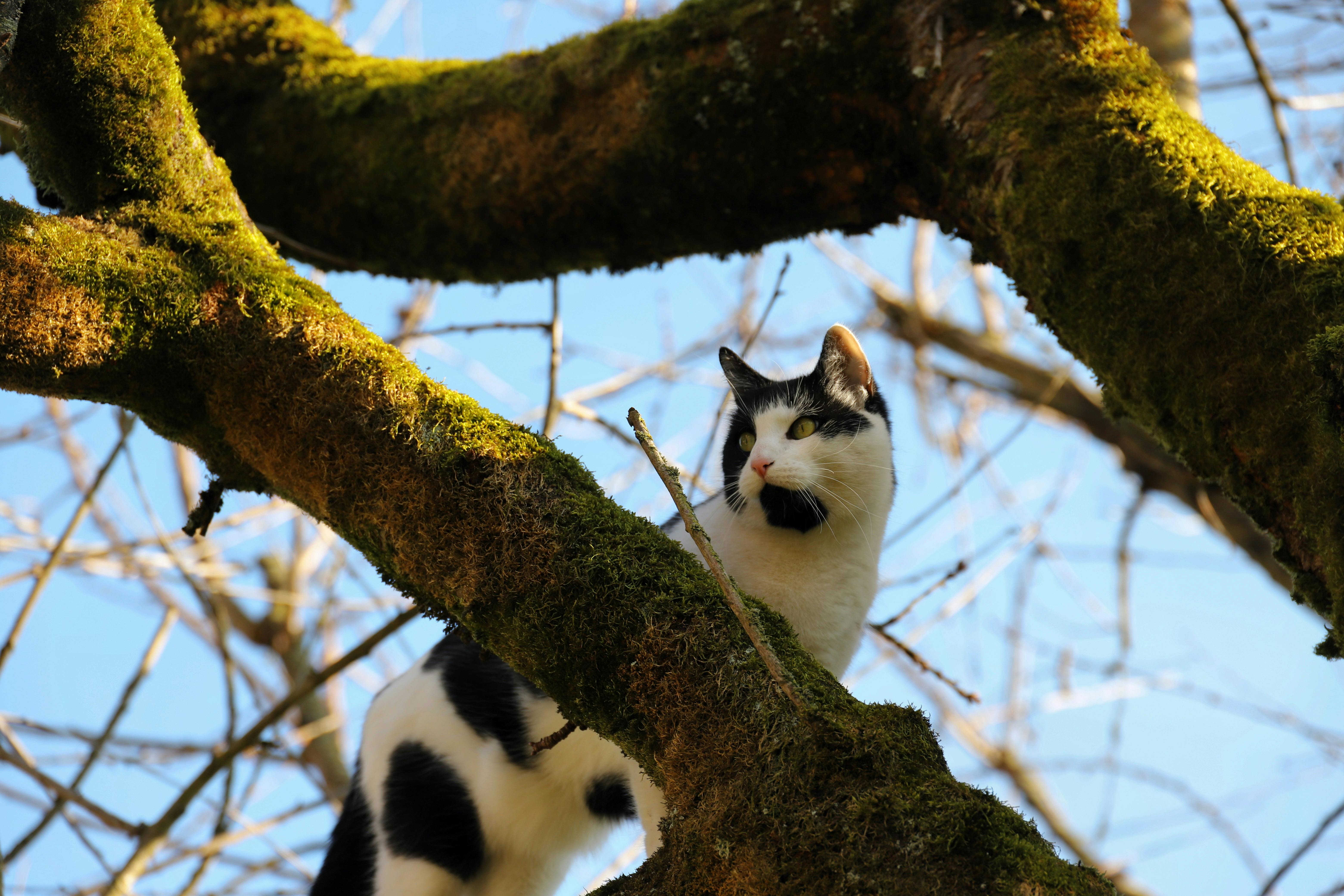 A black and white domestic cat climbing on a mossy tree branch outdoors.