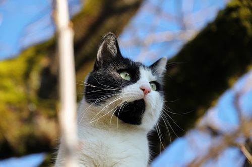 Free A black and white domestic cat gazes upwards, surrounded by spring foliage. Stock Photo