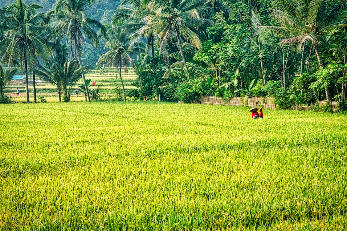 Rice Plant Field