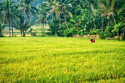 Free Scenic rice fields with tropical palm trees in West Java, Indonesia, showcasing vibrant rural life. Stock Photo