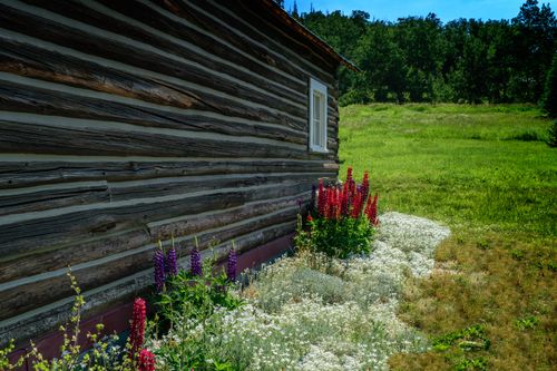 Free stock photo of bed of flowers, flowers, landscape Stock Photo