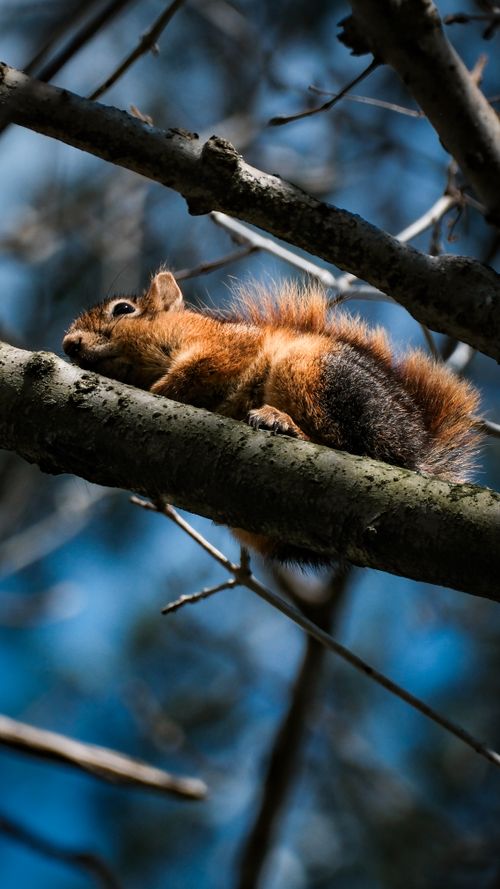Free A squirrel lounging on a tree branch against a blue sky in İstanbul. Stock Photo