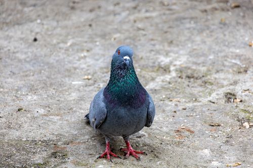 Free A rock pigeon standing on a gray pavement with iridescent neck feathers and red feet. Stock Photo
