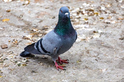 High-quality image of a Rock Pigeon standing on urban pavement.
