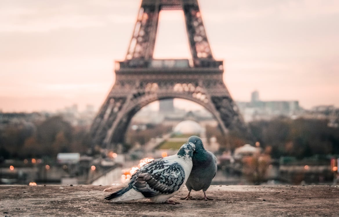 Free stock photo of eiffel tower, in love, love