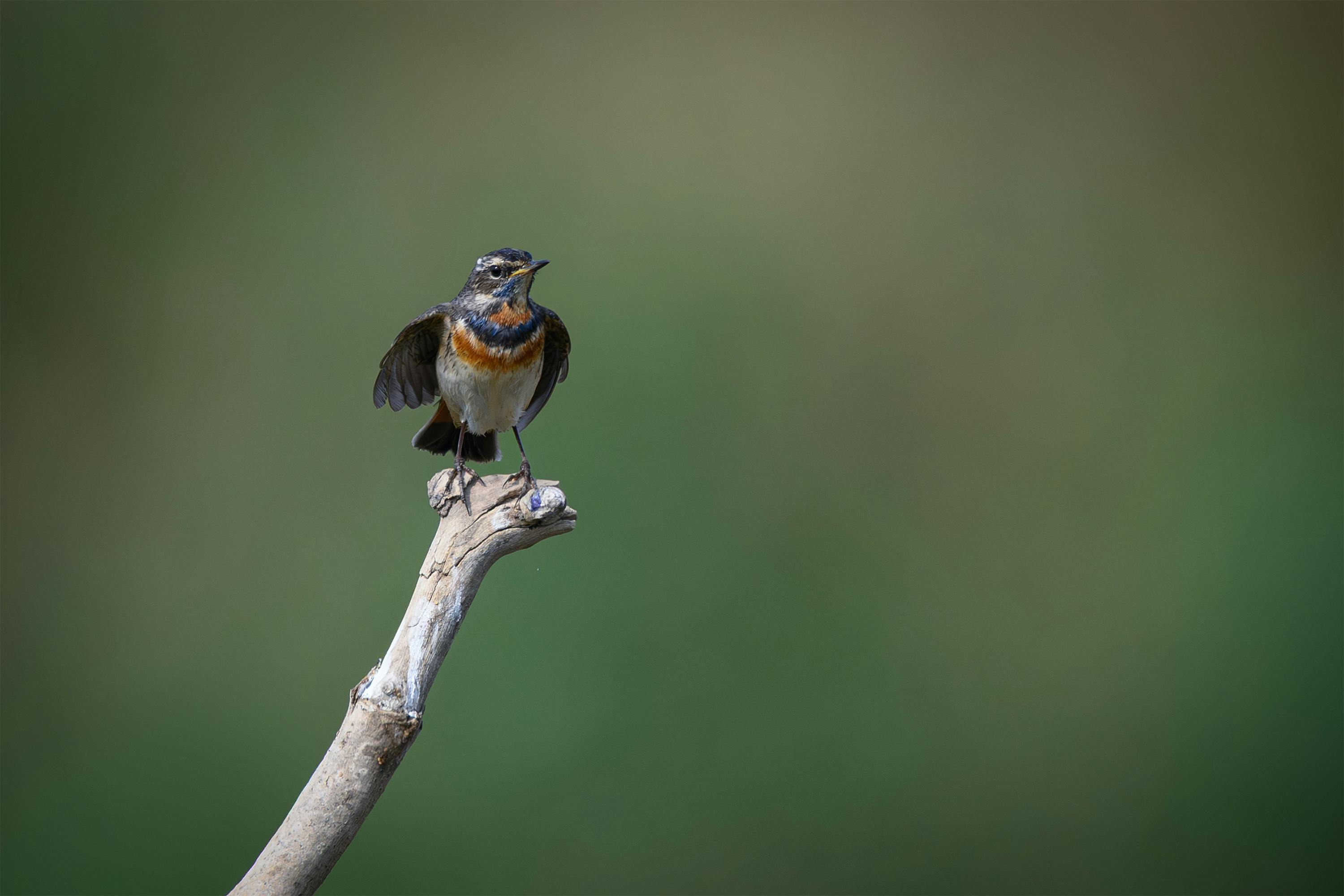 Bluethroat Song — Varanger Peninsula Norway