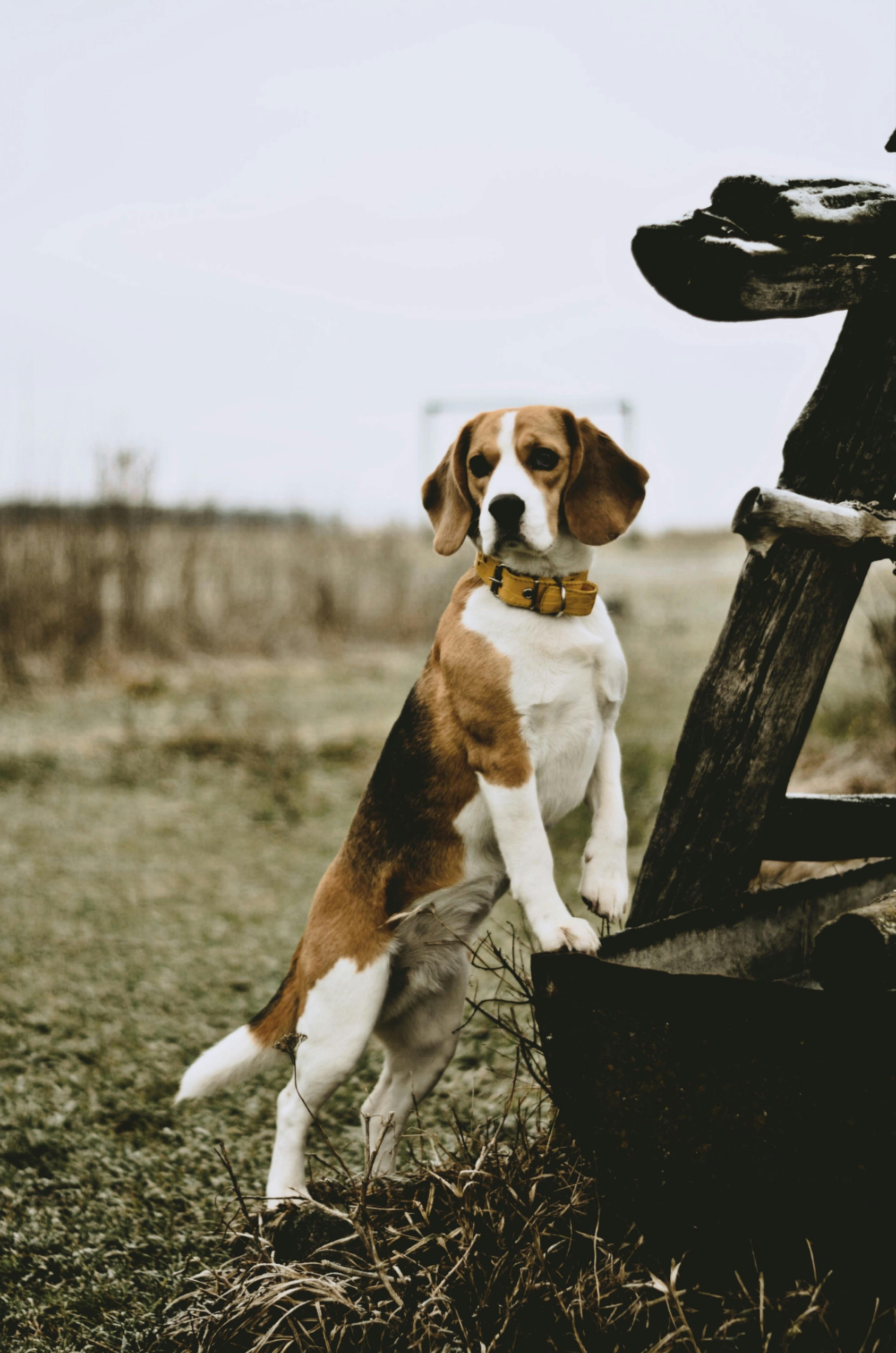 beagle dog standing outdoors in rustic setting