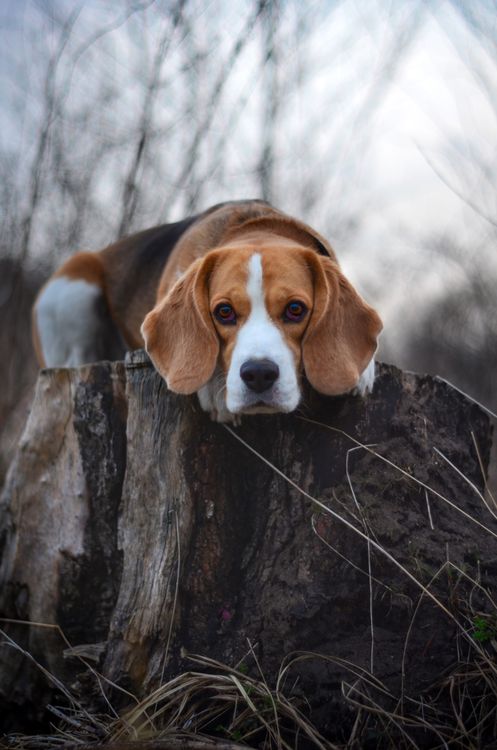 Beagle Dog Resting on Tree Stump Outdoors · Free Stock Photo