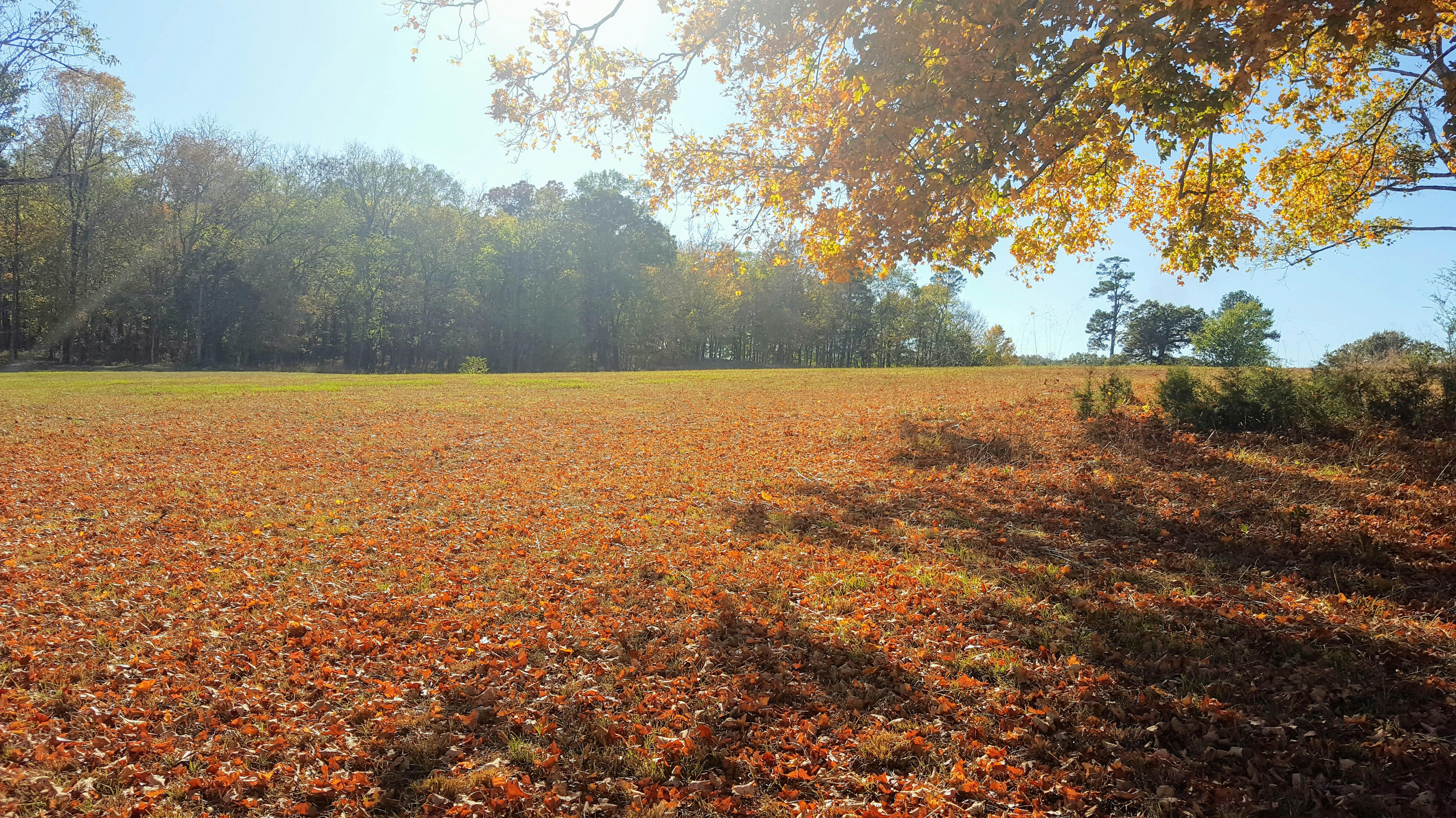 Free stock photo of brown, forest, green