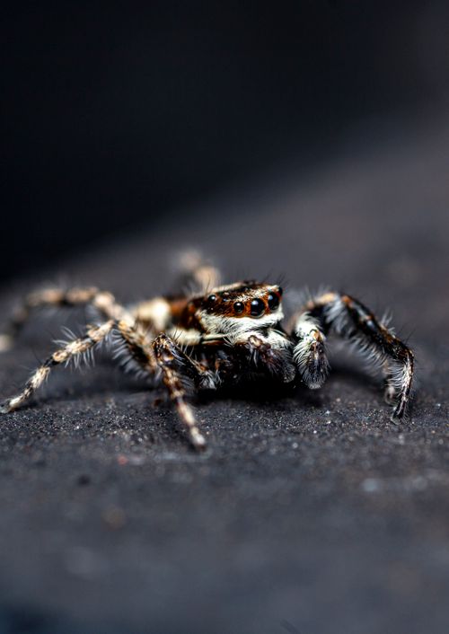 Free Macro photograph of a jumping spider showcasing its intricate details and textures. Stock Photo
