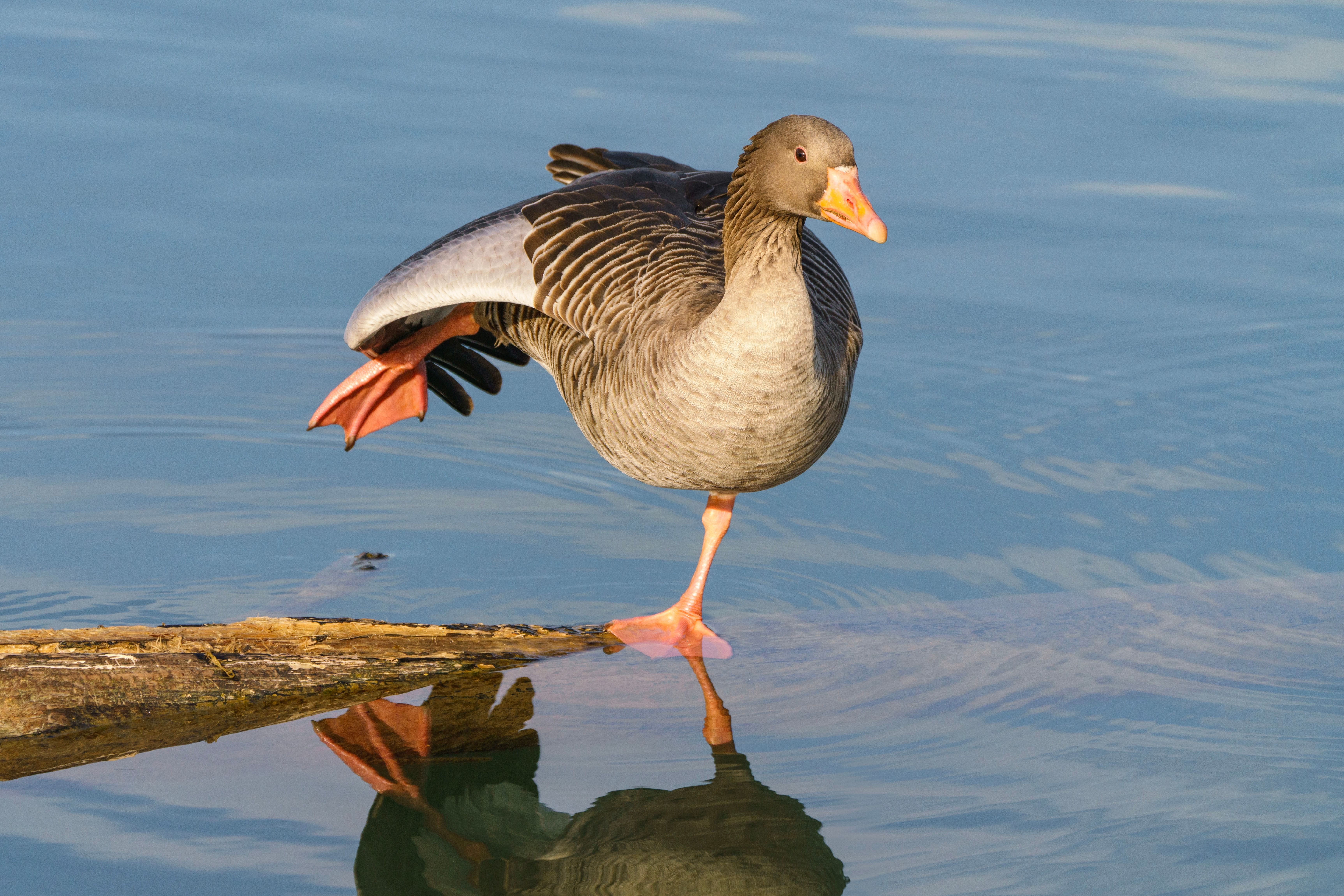 Greylag Goose Balancing on One Leg by Lake · Free Stock Photo