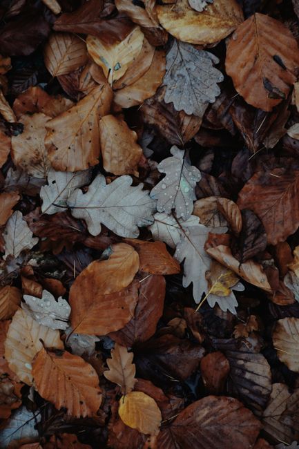A captivating array of autumn leaves creating a colorful forest carpet.