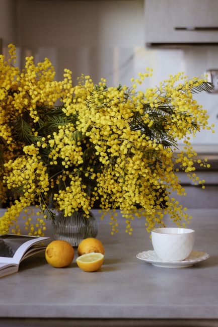 Vibrant yellow mimosa flowers in a vase with fresh lemons and teacup on the table.