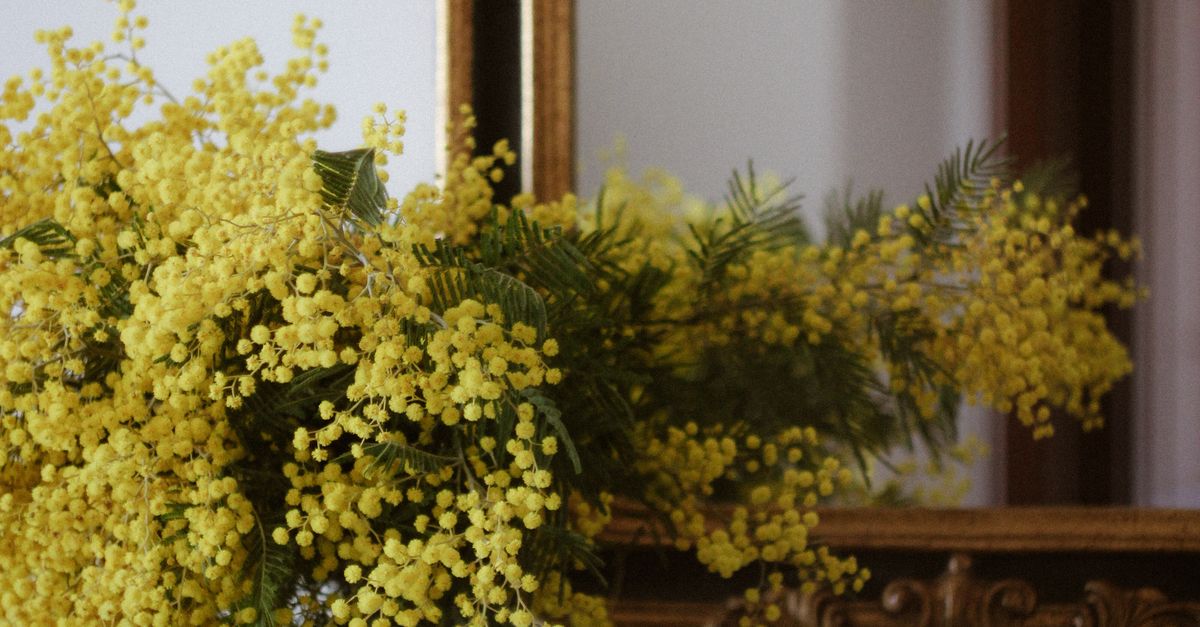 Elegant Interior with Yellow Mimosa Bouquet · Free Stock Photo