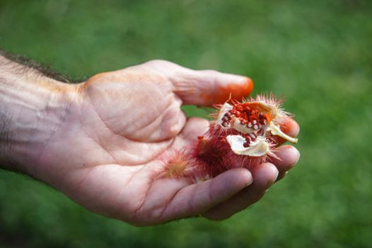 Close-up view of a hand holding open annatto fruit with seeds against a green background.