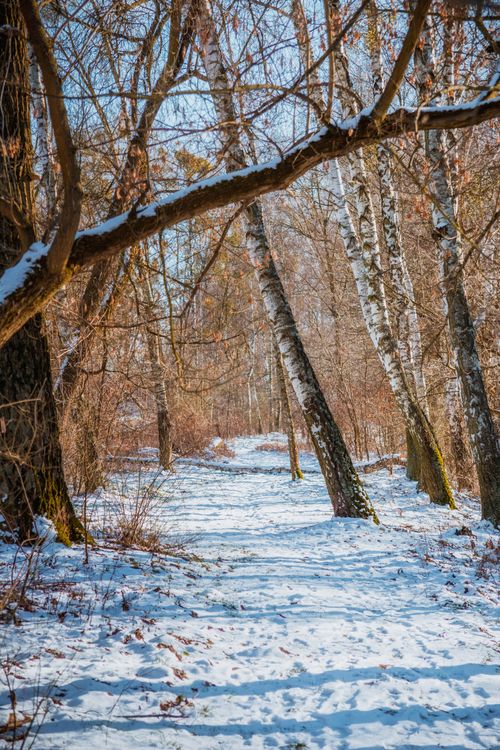 Free A tranquil snow-covered path winds through a winter forest with bare trees and shadows. Stock Photo