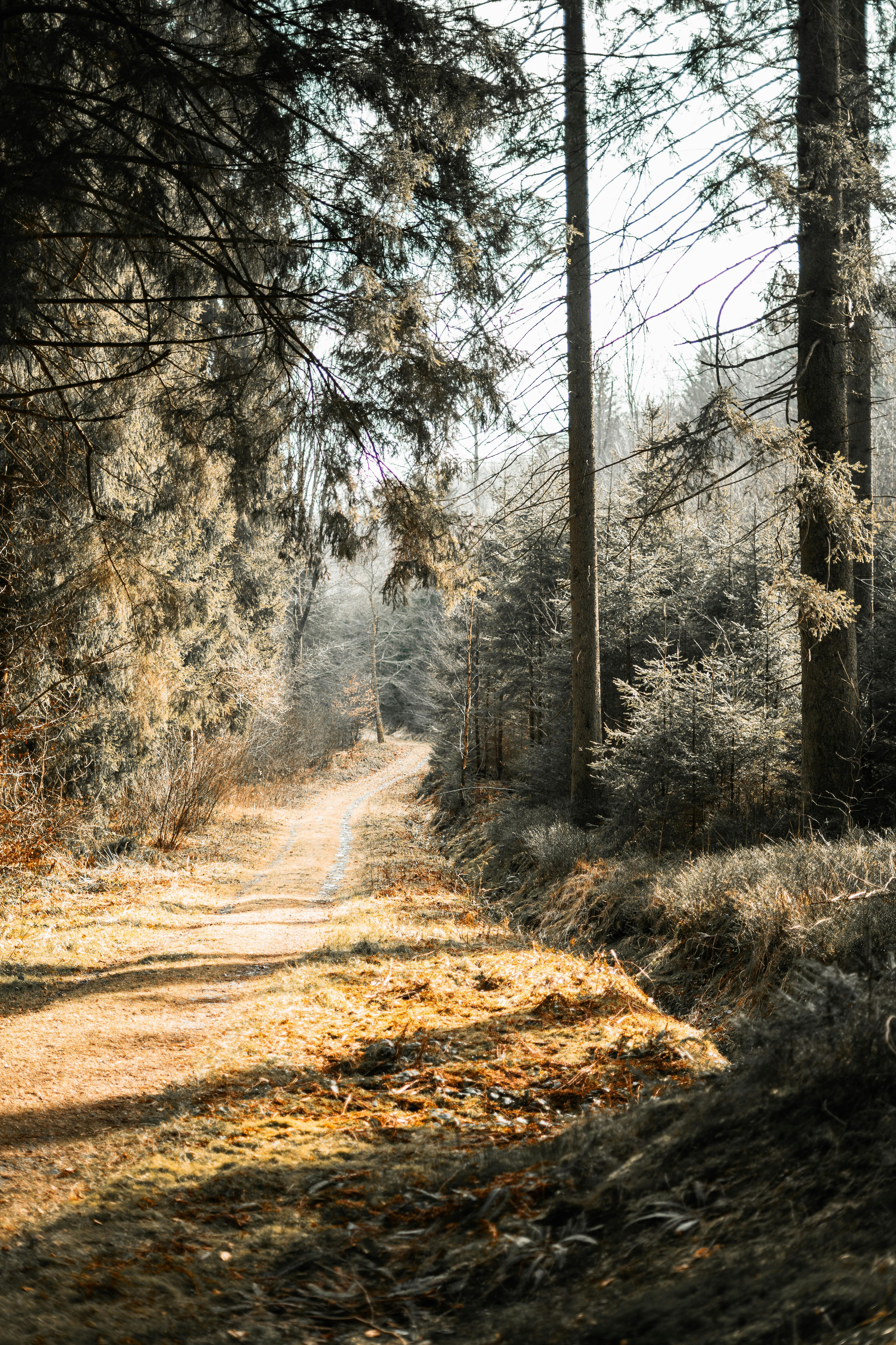 A serene forest path bathed in soft autumn light, perfect for nature enthusiasts.