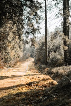 A serene forest path bathed in soft autumn light, perfect for nature enthusiasts.