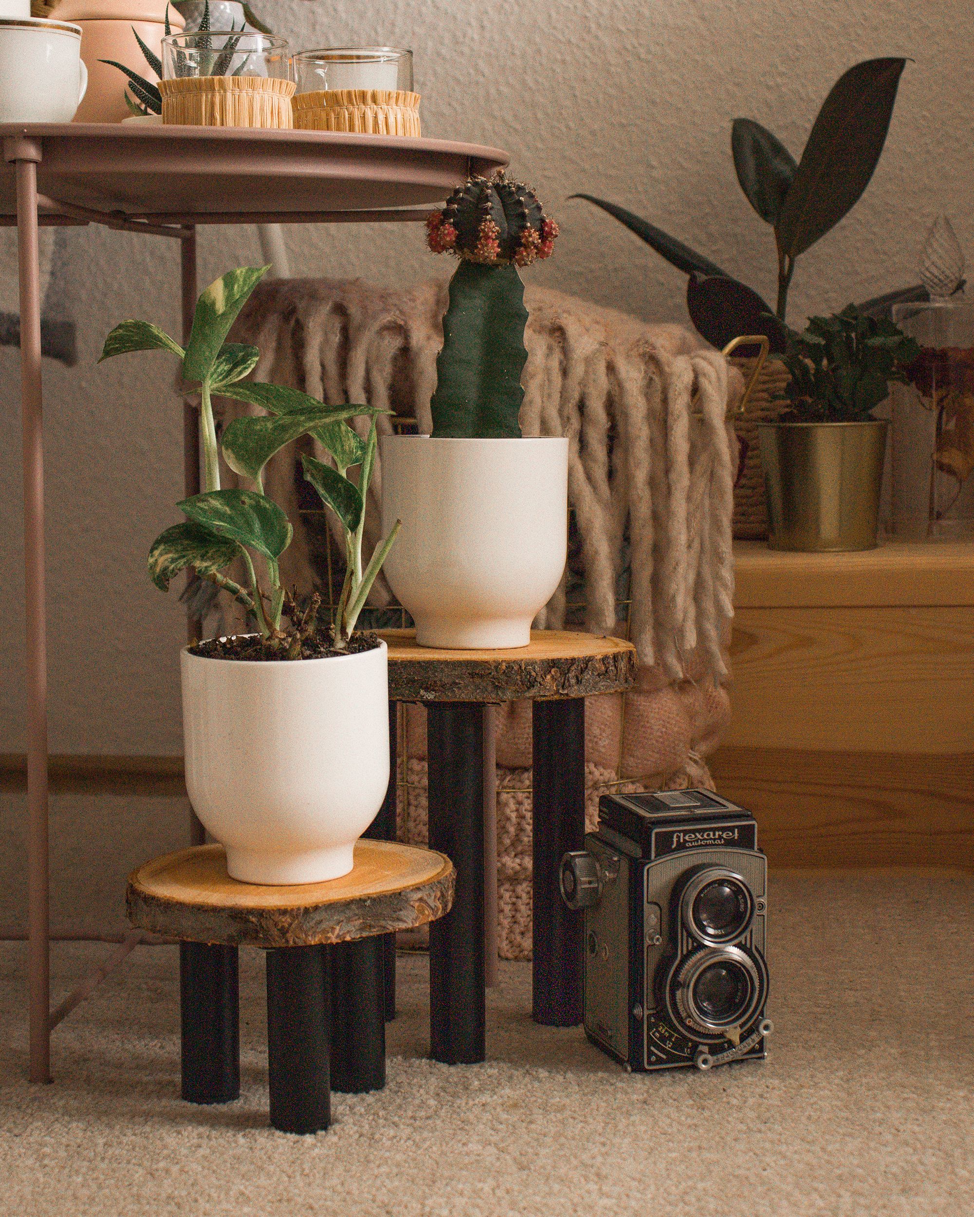 Warm boho interior with plants, vintage camera, and wooden decor