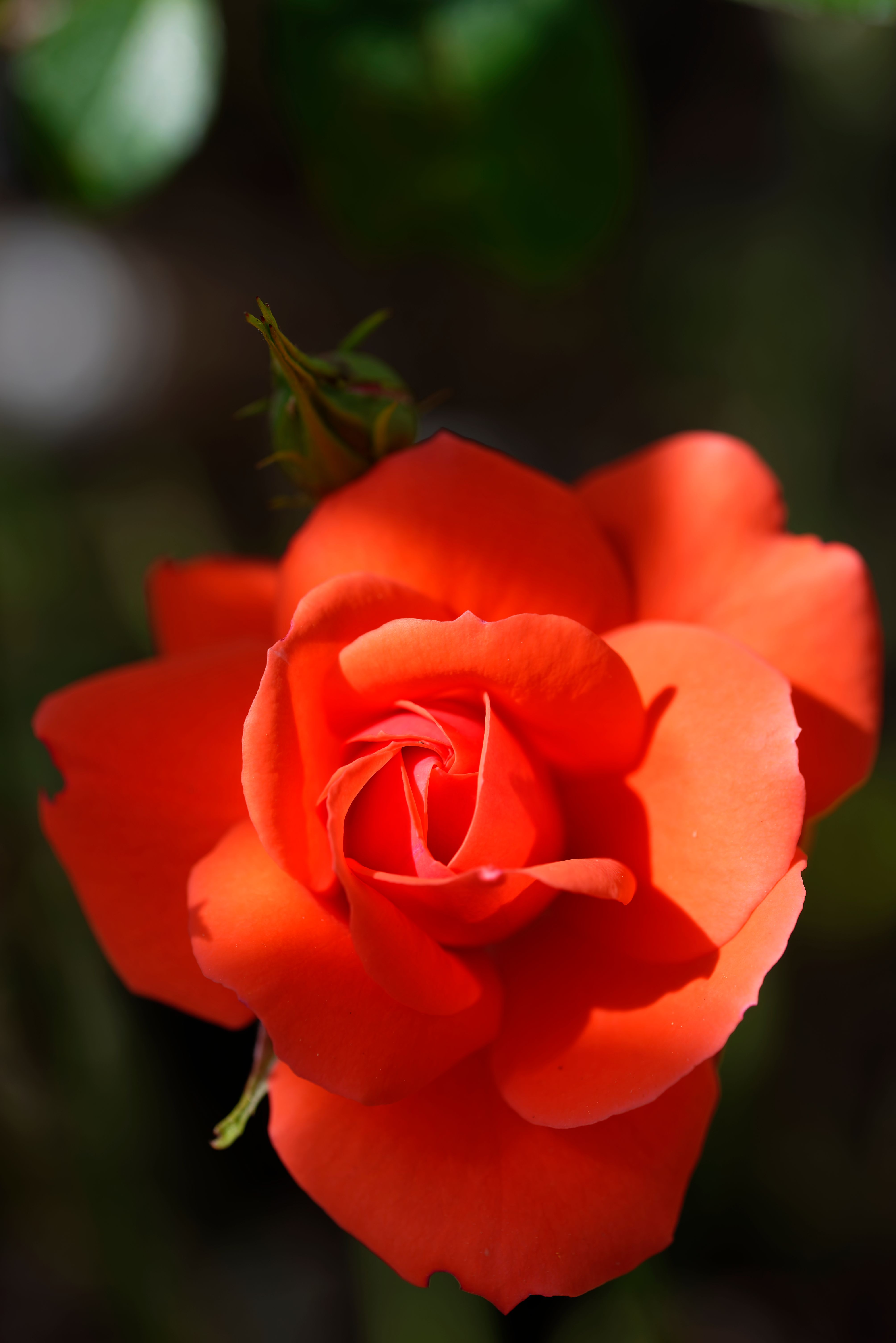Vibrant Red Rose in Full Bloom Against Green Foliage · Free Stock Photo
