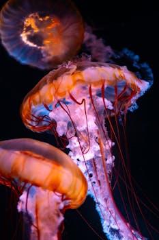 Colorful jellyfish swimming gracefully in the deep ocean.