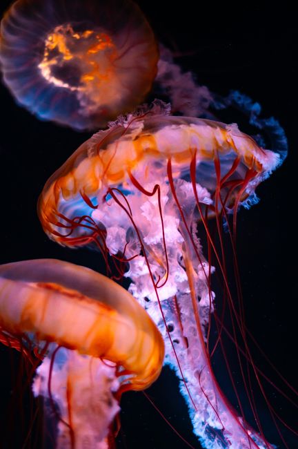 Colorful jellyfish swimming gracefully in the deep ocean.