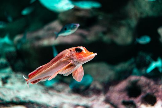 A vibrant red fish gracefully swims in a dynamic underwater scene, showcasing aquatic life.